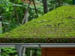 House Gutter Covered in Moss