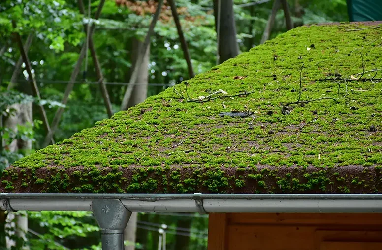 House Gutter Covered in Moss